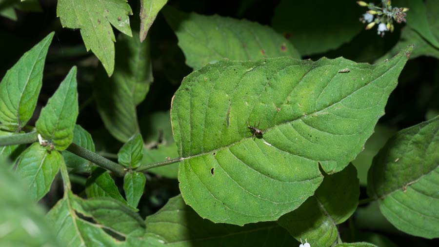 Circaea lutetiana / Erba maga comune